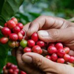 Cuál es el origen del café