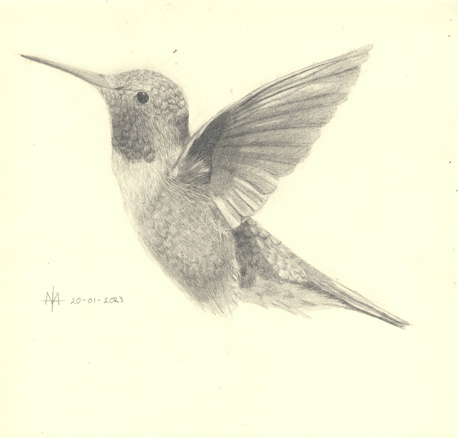 colibri